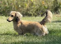 Lahmi, a male Dachshund for sale in Crystal, MI – 2 of 2