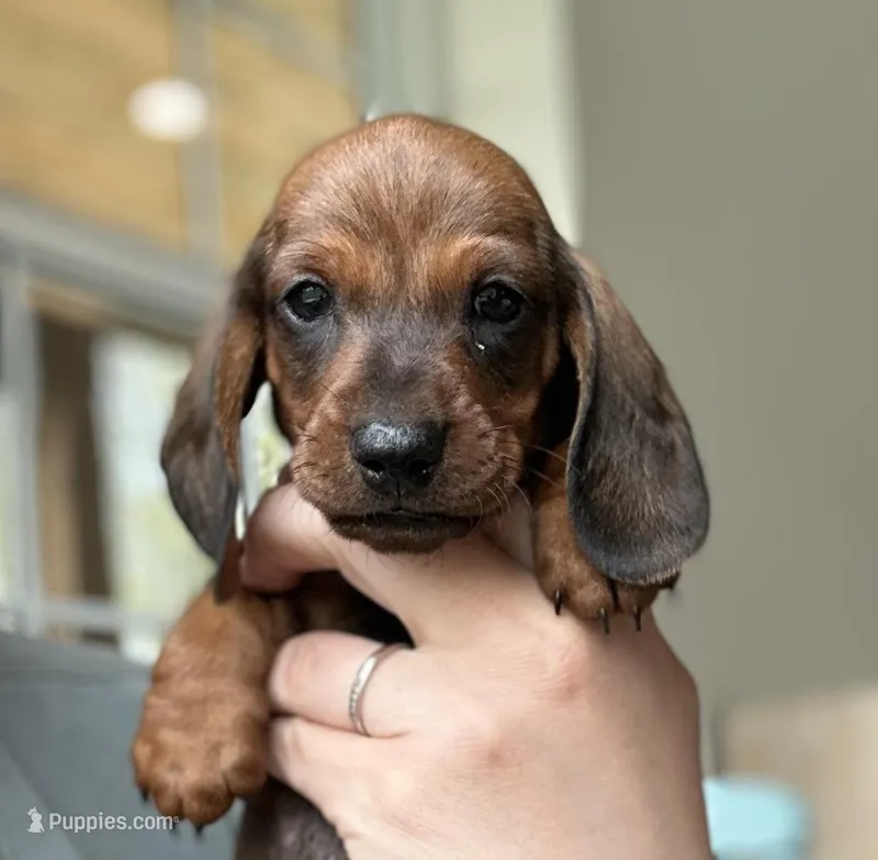 Porthos – Dachshund puppy for sale in Crystal, MI