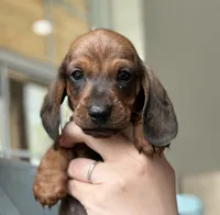 Porthos, a male Dachshund for sale in Crystal, MI – 1 of 2