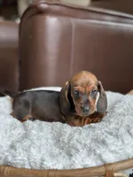 Porthos, a male Dachshund for sale in Crystal, MI – 2 of 2