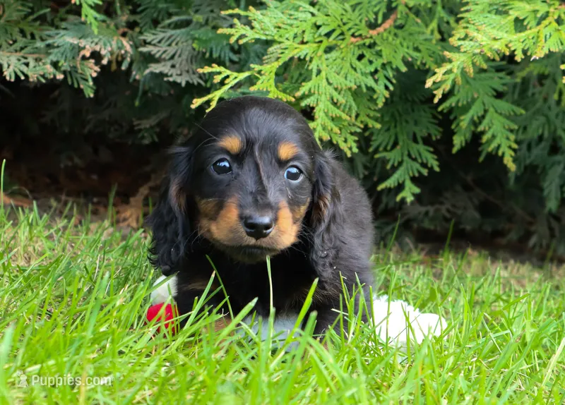 Greta – Miniature Dachshund puppy for sale in Crystal, MI