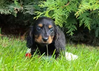 Greta, a female Miniature Dachshund for sale in Crystal, MI – 1 of 1
