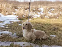 Feta, a female Miniature Dachshund for sale in Crystal, MI – Photo 2 of 2