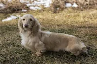 Feta, a female Miniature Dachshund for sale in Crystal, MI – Photo 1 of 2