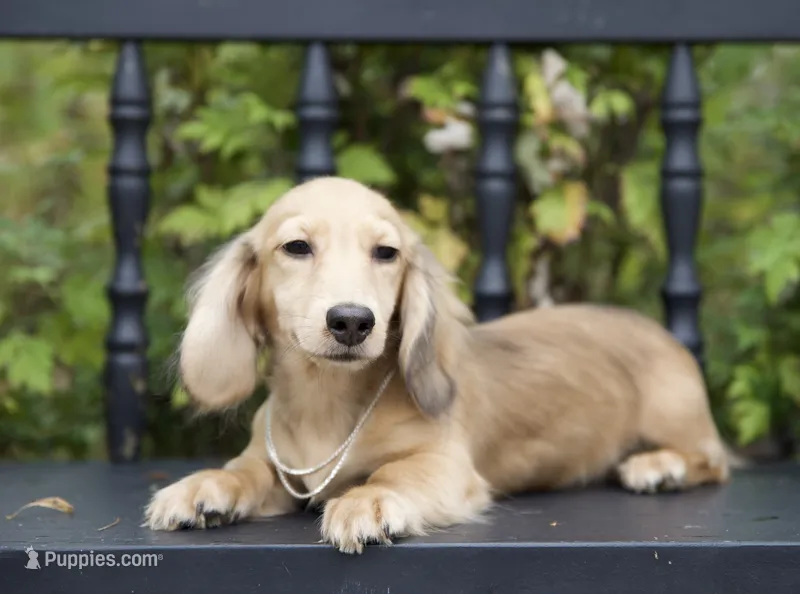Isaac – Miniature Dachshund puppy for sale in Crystal, MI