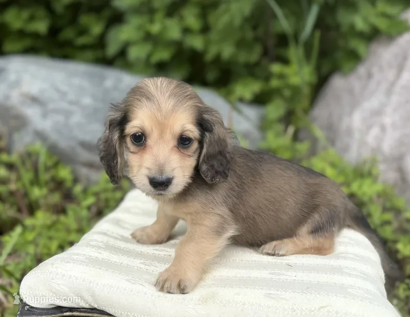 Fo – Miniature Dachshund puppy for sale in Crystal, MI