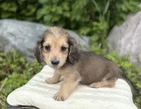 Fo, a male Miniature Dachshund for sale in Crystal, MI – 1 of 1