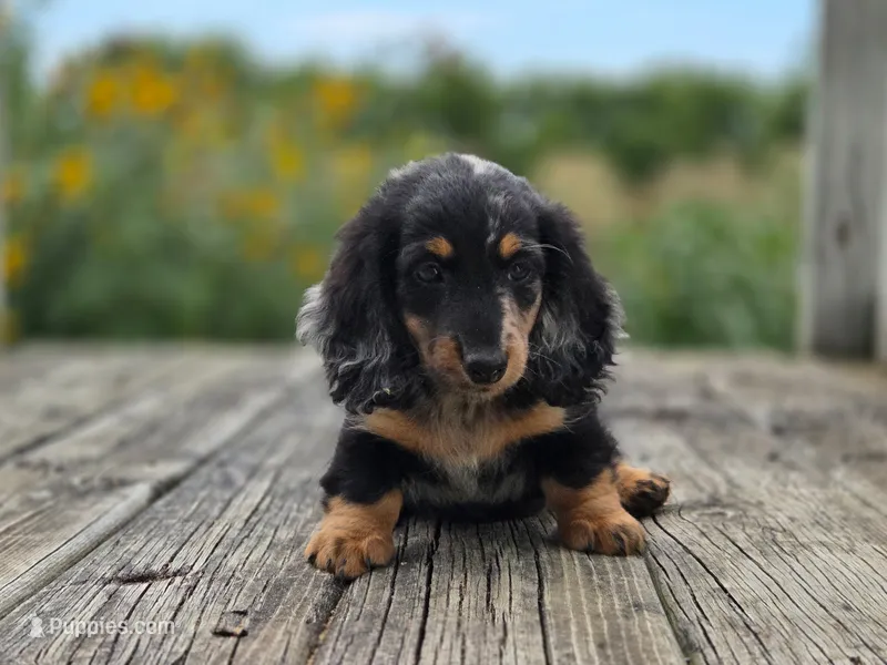 Hugo – Miniature Dachshund puppy for sale in Crystal, MI