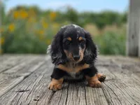 Hugo, a male Miniature Dachshund for sale in Crystal, MI – 1 of 1