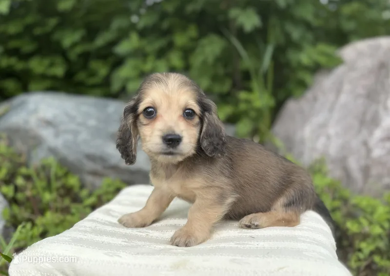 Festus – Dachshund puppy for sale in Crystal, MI