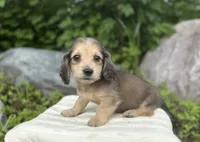 Festus, a male Dachshund for sale in Crystal, MI – 1 of 1