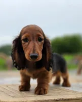 Jam, a male Dachshund for sale in Crystal, MI – 1 of 1