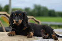 Yayger, a male Dachshund for sale in Crystal, MI – 1 of 2