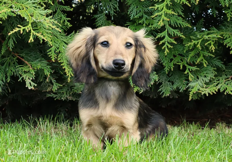 Gwenny's girl – Dachshund puppy for sale in Crystal, MI