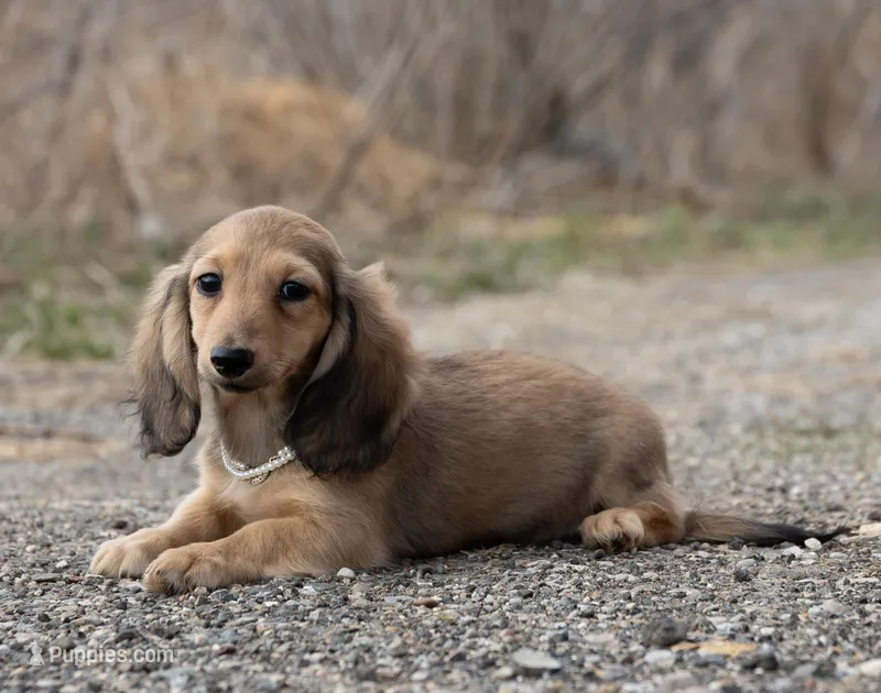 Tuna's girl – Dachshund puppy for sale in Crystal, MI