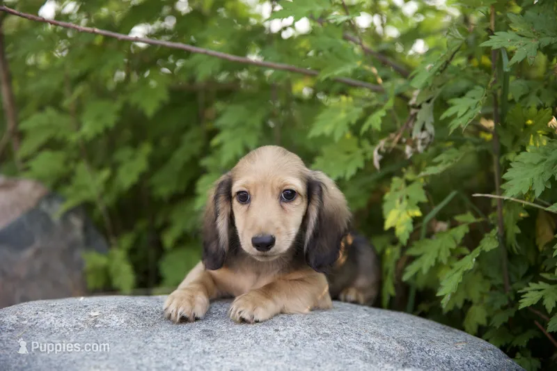 Marco – Miniature Dachshund puppy for sale in Crystal, MI