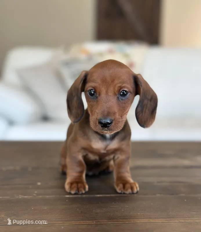Dahlia – Miniature Dachshund puppy for sale in Crystal, MI