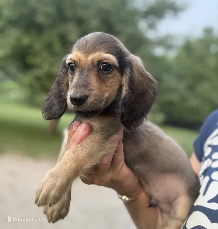 Lewis, a male Miniature Dachshund for sale in Crystal, MI – 1 of 3