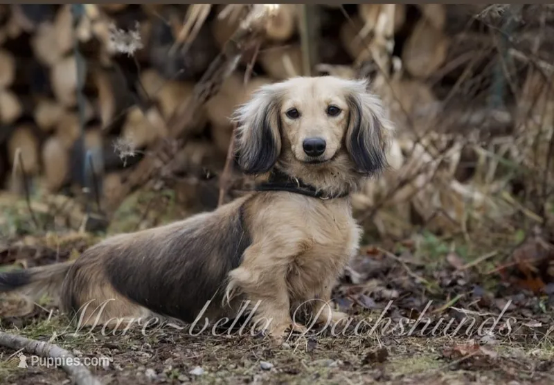 Fia – Dachshund puppy for sale in Crystal, MI