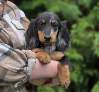 Hugo, a male Miniature Dachshund for sale in Crystal, MI – 1 of 1