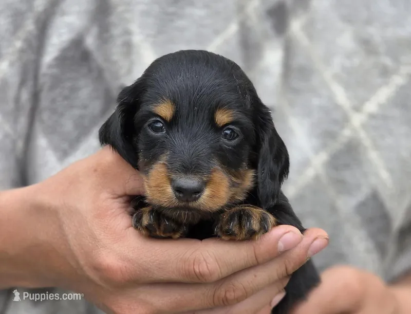 Suri's Boy – Dachshund puppy for sale in Crystal, MI