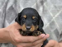 Suri's Boy, a male Dachshund for sale in Crystal, MI – 1 of 2