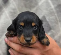 Suri's Boy, a male Dachshund for sale in Crystal, MI – 2 of 2