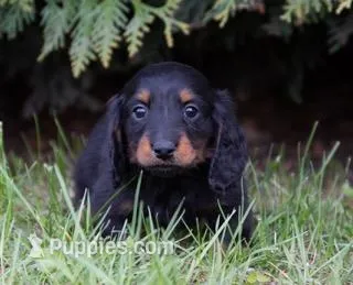 Prinz – Miniature Dachshund puppy for sale in Crystal, MI