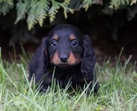 Prinz, a male Miniature Dachshund for sale in Crystal, MI – 1 of 1