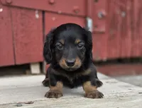 Tyson, a male Dachshund for sale in Crystal, MI – 1 of 1