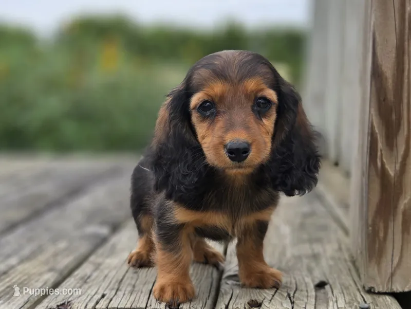Rosalina's Garnet – Miniature Dachshund puppy for sale in Crystal, MI
