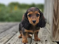 Rosalina's Garnet, a female Miniature Dachshund for sale in Crystal, MI – 1 of 1