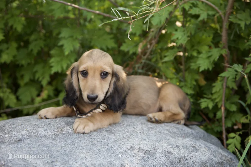 Fee – Dachshund puppy for sale in Crystal, MI