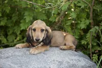 Fee, a male Dachshund for sale in Crystal, MI – 1 of 1