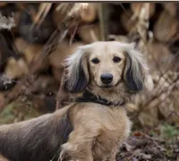 Sofia, a female Miniature Dachshund for sale in Crystal, MI – 1 of 1