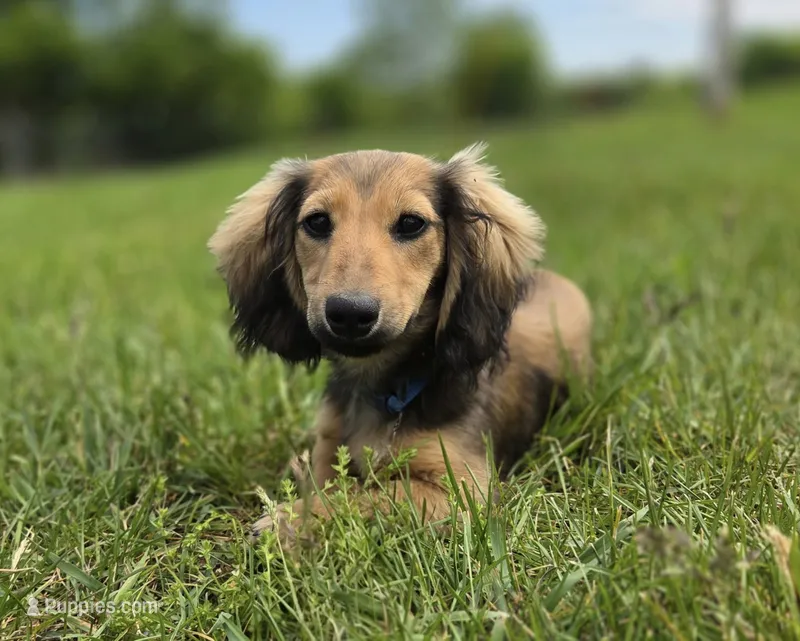 Jingles – Miniature Dachshund puppy for sale in Crystal, MI