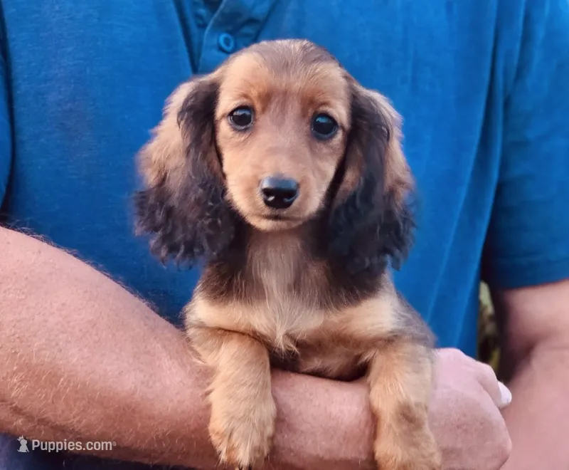 Garnet – Miniature Dachshund puppy for sale in Crystal, MI