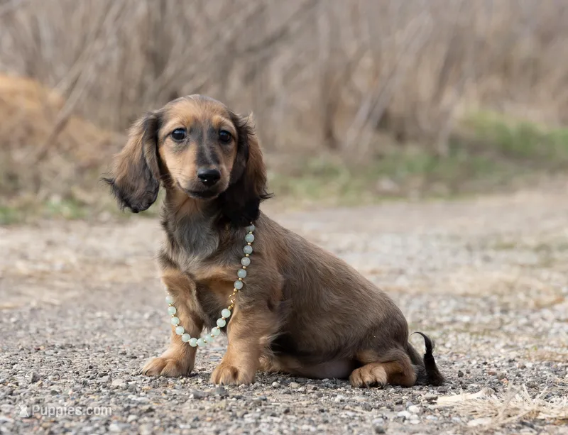 Tessarae, a female Miniature Dachshund for sale in Crystal, MI – Photo 1 of 1