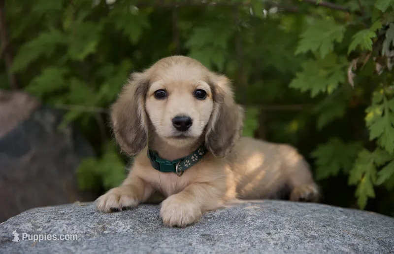 Ian – Dachshund puppy for sale in Crystal, MI