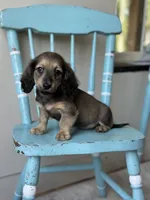 Louis, a male Miniature Dachshund for sale in Crystal, MI – 1 of 1