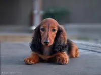 Jam, a male Dachshund for sale in Crystal, MI – 1 of 2