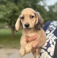 Logan, a male Miniature Dachshund for sale in Crystal, MI – 1 of 1