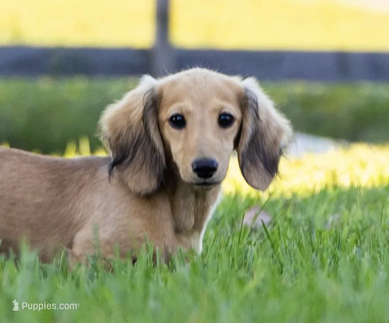 Lucille Ball – Miniature Dachshund puppy for sale in Crystal, MI