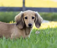 Lucille Ball, a female Miniature Dachshund for sale in Crystal, MI – 1 of 1