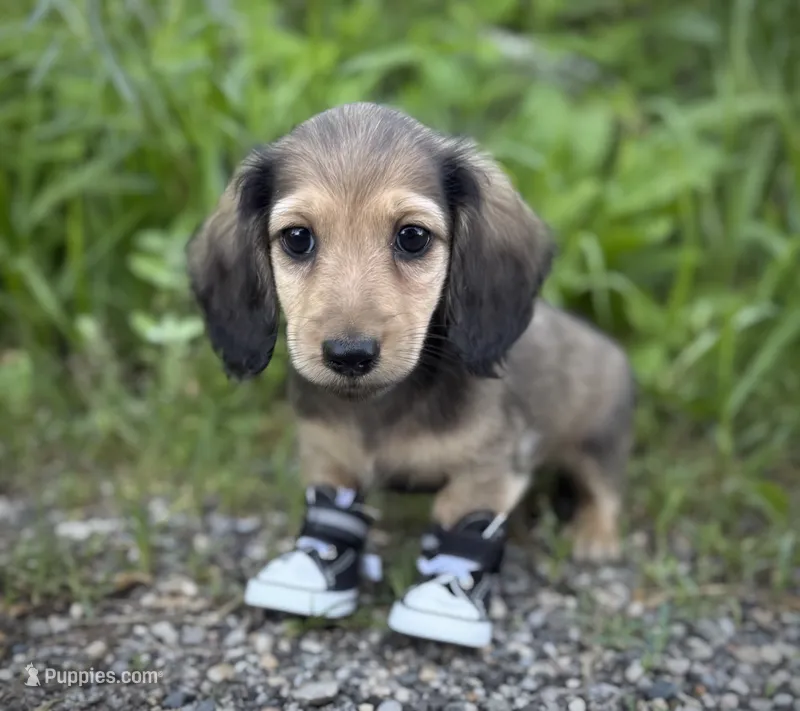 Midas' boy – Dachshund puppy for sale in Crystal, MI