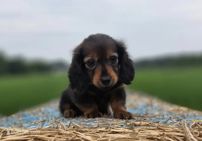 Ruby – Miniature Dachshund puppy for sale in Crystal, MI