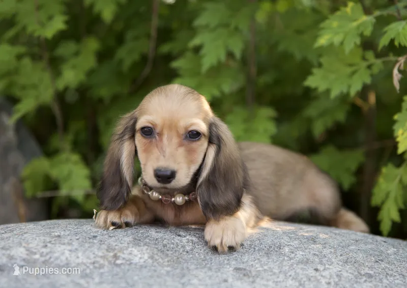 Mateo – Miniature Dachshund puppy for sale in Crystal, MI