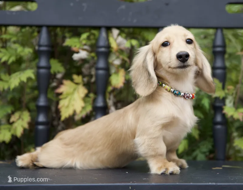 Ivan – Miniature Dachshund puppy for sale in Crystal, MI