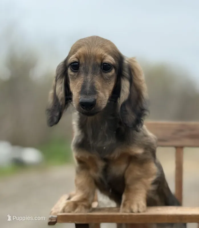 Tess – Dachshund puppy for sale in Crystal, MI