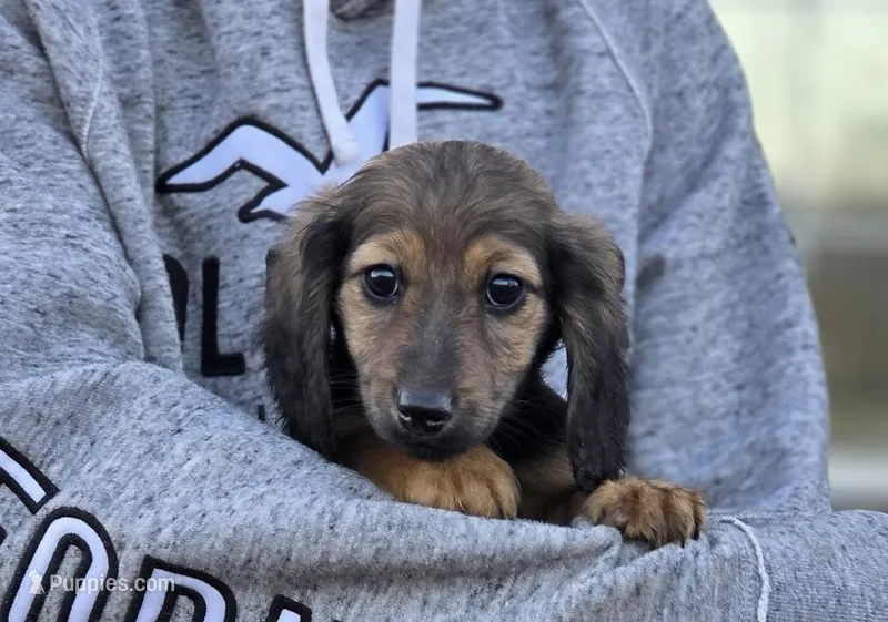 Gwenny's girl – Dachshund puppy for sale in Crystal, MI